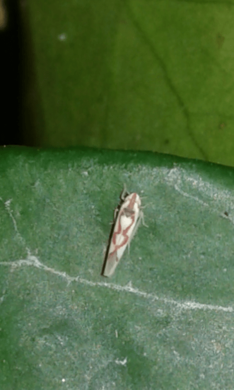 Cicadellidae : Zygina sp.?  S, Zygina flammigera, femmina